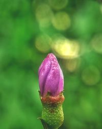 Close-up of pink flower