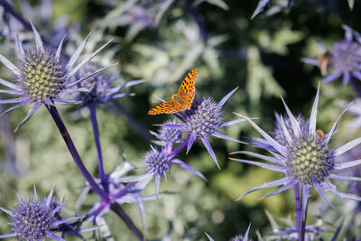 Close-up of bee on purple flower