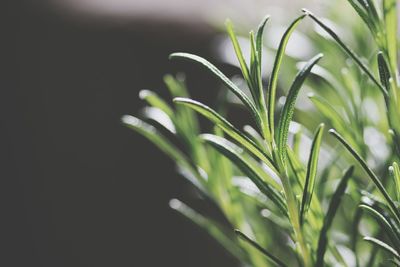 Close-up of fresh green plant