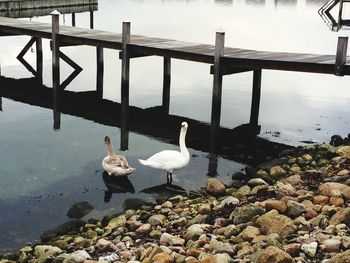 Swans swimming on lake against sky