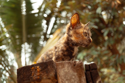 Squirrel on a tree