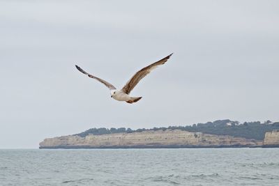 Seagull flying over sea against clear sky