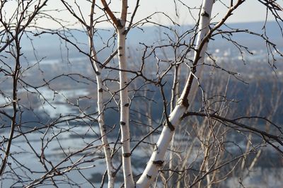 Close-up of bare tree against sky