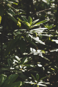 Close-up of fresh green plant