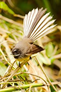 New zealand fantail bird in light forest.