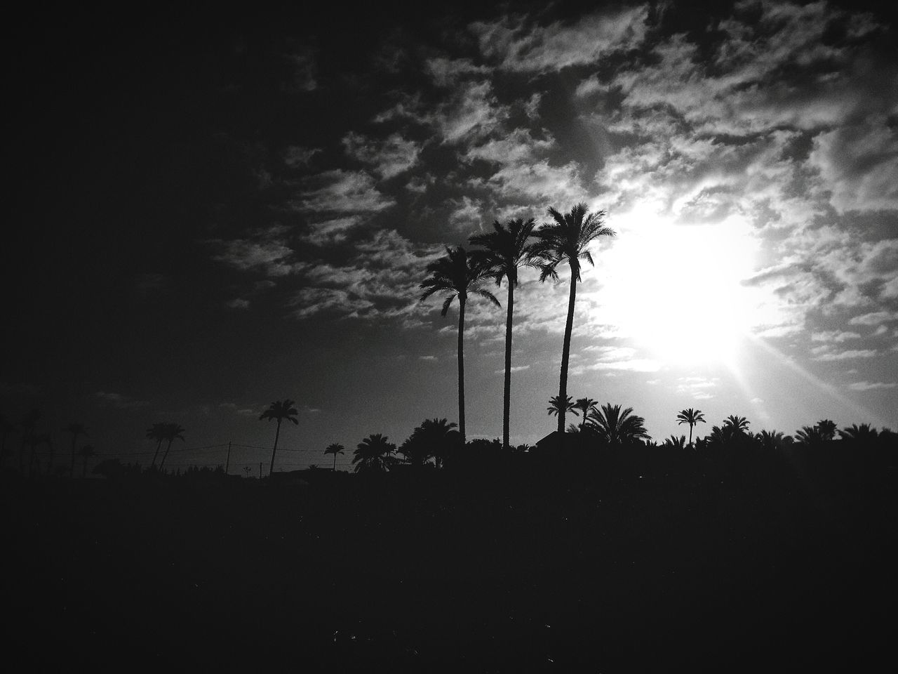 LOW ANGLE VIEW OF SILHOUETTE PALM TREES AGAINST SKY