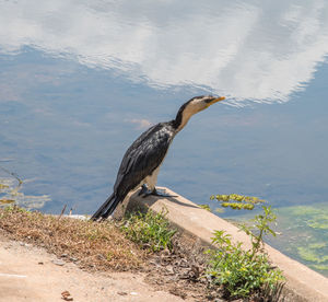 View of bird perching on lakeshore