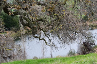 Reflection of trees in lake