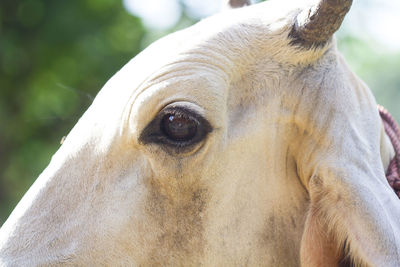 Close-up of horse
