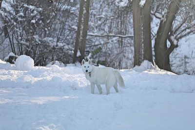 White wolf dog outside in the snow park