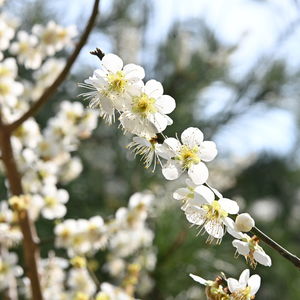 Close-up of white cherry blossom tree