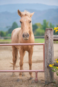 Portrait of horse in ranch