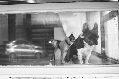 View of dog seen through glass window