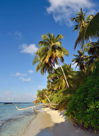 View of palm trees on beach