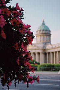 Pink flowering plant against building