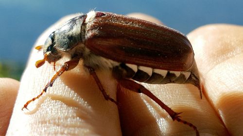 Close-up of hand holding crab