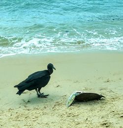 View of birds on beach