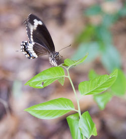 Butterfly on leaves