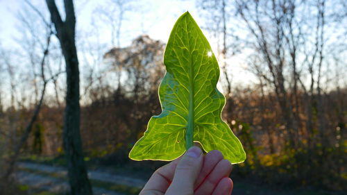 Close-up of person holding leaves