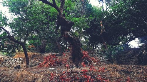 Trees in forest