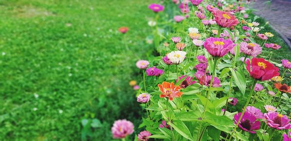 Close-up of pink flowering plants in garden