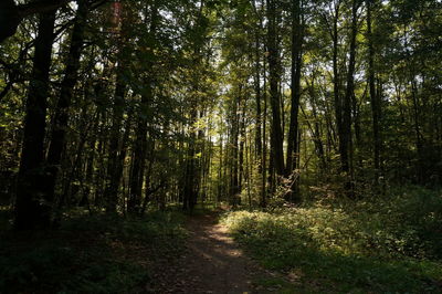 Trees growing in forest