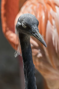 Sacred ibis in the farm