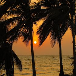Palm trees at sunset