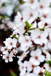 Close-up of cherry blossoms