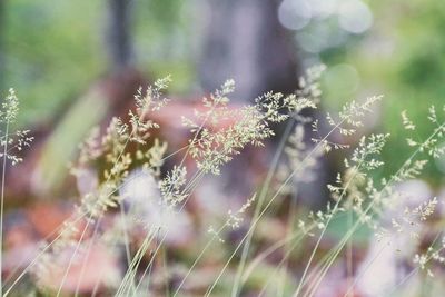 Close-up of flowering plants on field