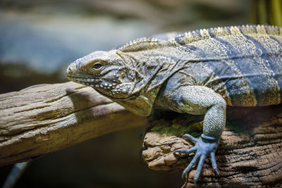 A large lizard monitor lizard crawls on a log