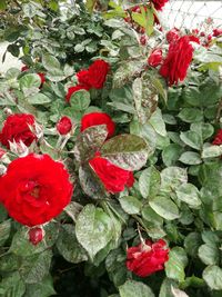 Close-up of red rose on plant