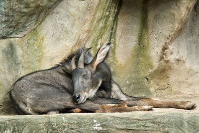 Close-up of serow relaxing outdoors