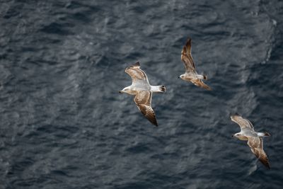 High angle view of seagulls flying over lake