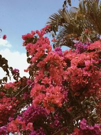 Low angle view of pink flower tree against sky