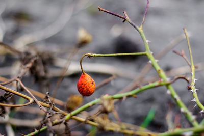 Close-up of strawberry on plant