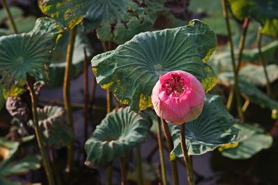 Lotus flower, cutting flower for religion purpose and decoration