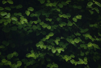 Full frame shot of leaves