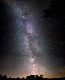 Low angle view of trees against star field