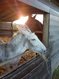 Close-up of horse in stable