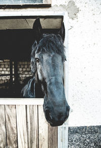 Close-up of horse in stable