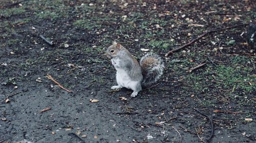 Close-up of squirrel