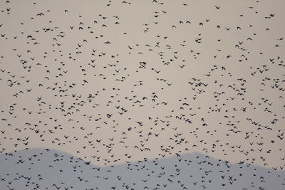 Flock of birds flying in the sky