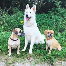 Portrait of dogs sitting on grass