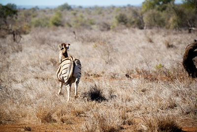 Rear view of zebra on grassy land