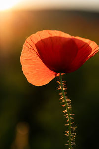 Close-up of orange flower