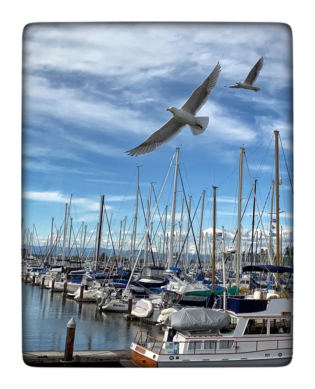 transportation, nautical vessel, sky, mode of transportation, water, cloud - sky, auto post production filter, transfer print, harbor, flying, no people, sailboat, nature, moored, day, animal themes, mast, sea, pole, outdoors, yacht, seagull, marina