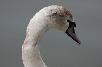 Close-up of swan