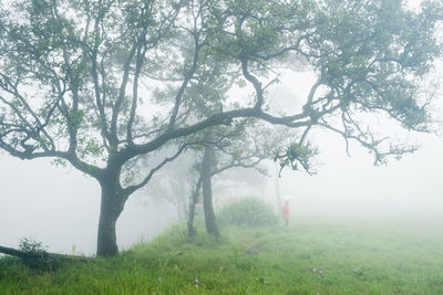 Trees on field during foggy weather