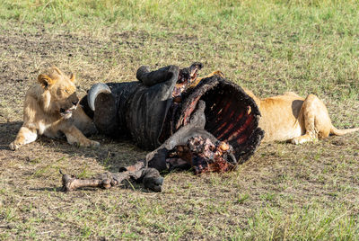 View of an death animal lying on land